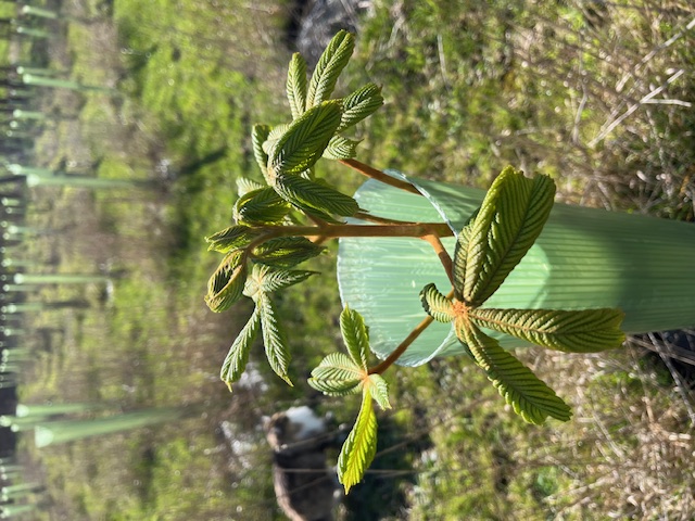 Chestnut growth